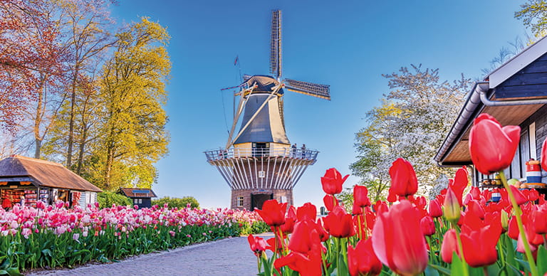 Windmill and tulips in the Netherlands